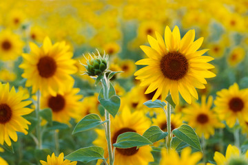 Sunflower field - obrazy, fototapety, plakaty