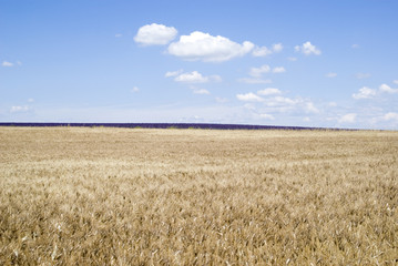 Wheat field with cloudy blue sky