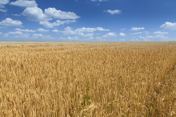 Wheat field during summer