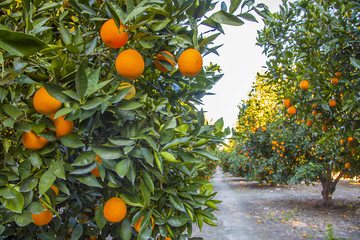 Orangenplantage in Kalifornien