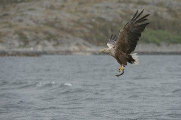 Eagle with Prey.