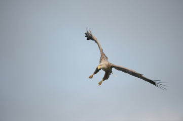 Fototapeta na wymiar Eagle in Flight.
