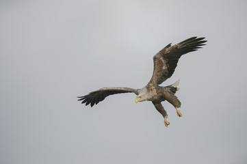 Fototapeta premium Eagle in Flight.