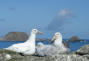 Pair of giant petrels with chick on the nest
