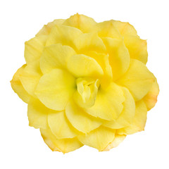 Dahlia Flower Yellow Petals Isolated on White