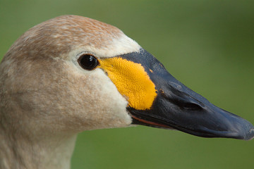 juvenile Bewick's swan 9631
