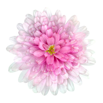 Dahlia Flower pink petals Isolated on White