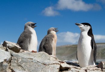 Chinstrap penguin with two chicks