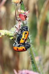 Escarabajo anaranjado, lachnaia. tristigma, Sauceda, Hurdes