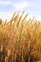 Golden wheat field