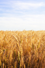 Golden wheat field