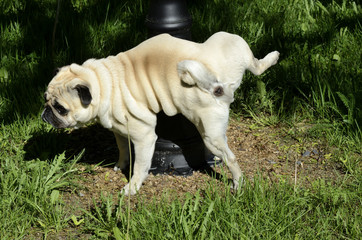 purebred pug pees on a pillar