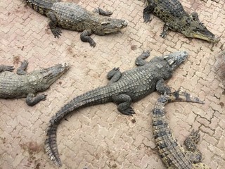 crocodile