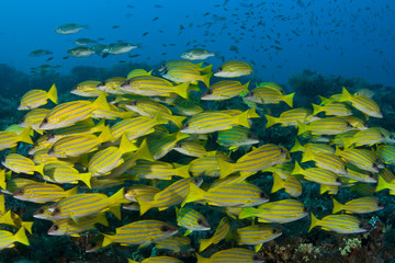 Fototapeta na wymiar Flock snappers. Underwater foto in Maldiven