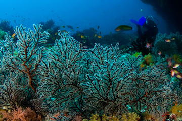 Fototapeta na wymiar Fan coral in Maldiven. Underwater foto.