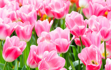 Fototapeta premium Beautiful pink tulips closeup.
