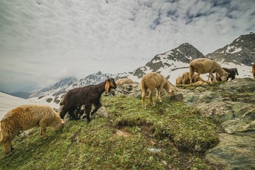 Naklejka premium Sheep on hill