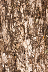 wood background