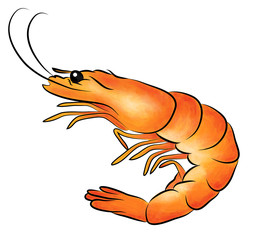 Illustration of Shrimp - 67665273