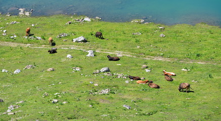 Bannalp