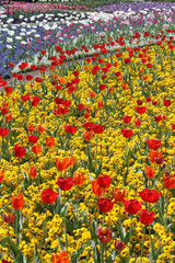 tulpen