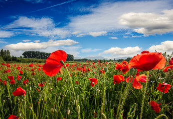 Naklejka premium Klatschmohn-Wiese in der Pfalz :)