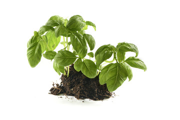 basil still growing in a patch