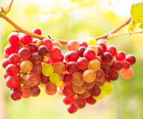 Grapes