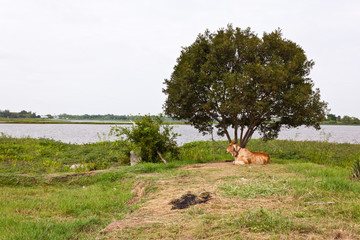 Obraz na płótnie Canvas cow under the tree at countryside