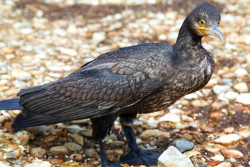 Great Cormorant, Phalacrocorax carbo