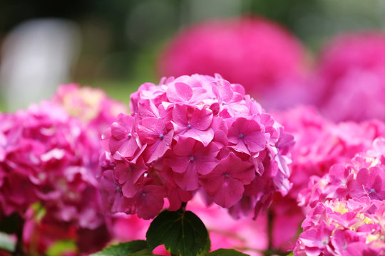 Hortensias