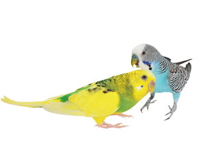 budgerigar isolated on white, (Melopsittacus undulatus), budgie