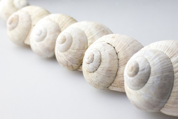 Roman snail shells on a white background