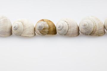 Roman snail shells on a white background