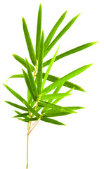 Obraz premium gałąź bambusa