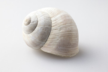 Roman snail shell on a white background