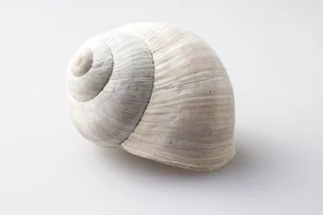 Poster Roman snail shell on a white background © off5173