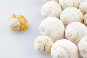 Roman snail shells on a white background