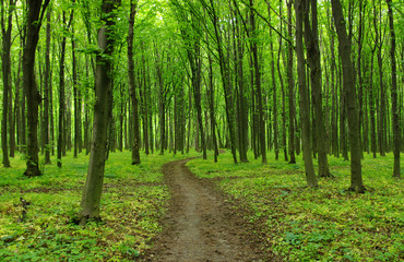 Path in forest © Alekss