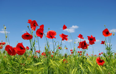 red poppies