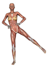 Female Anatomy Figure