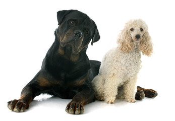 rottweiler and poodle