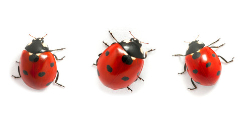 Collection of ladybugs