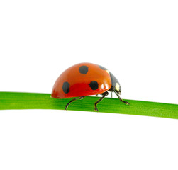 ladybug