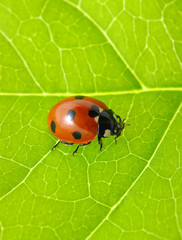 Obraz premium ladybug on a green leaf