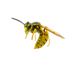 wasp