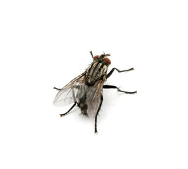 macro of  fly