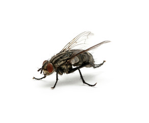 macro of  fly