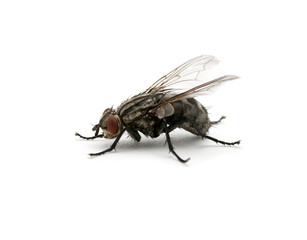 macro of  fly