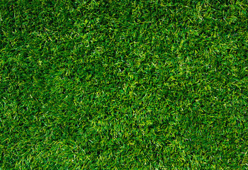 Fototapeta premium Background of a green grass